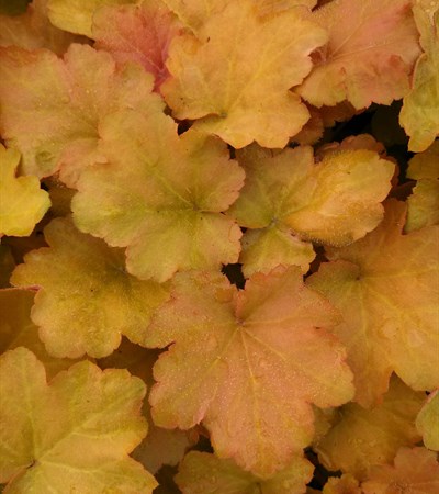 Coral Bells Caramel
